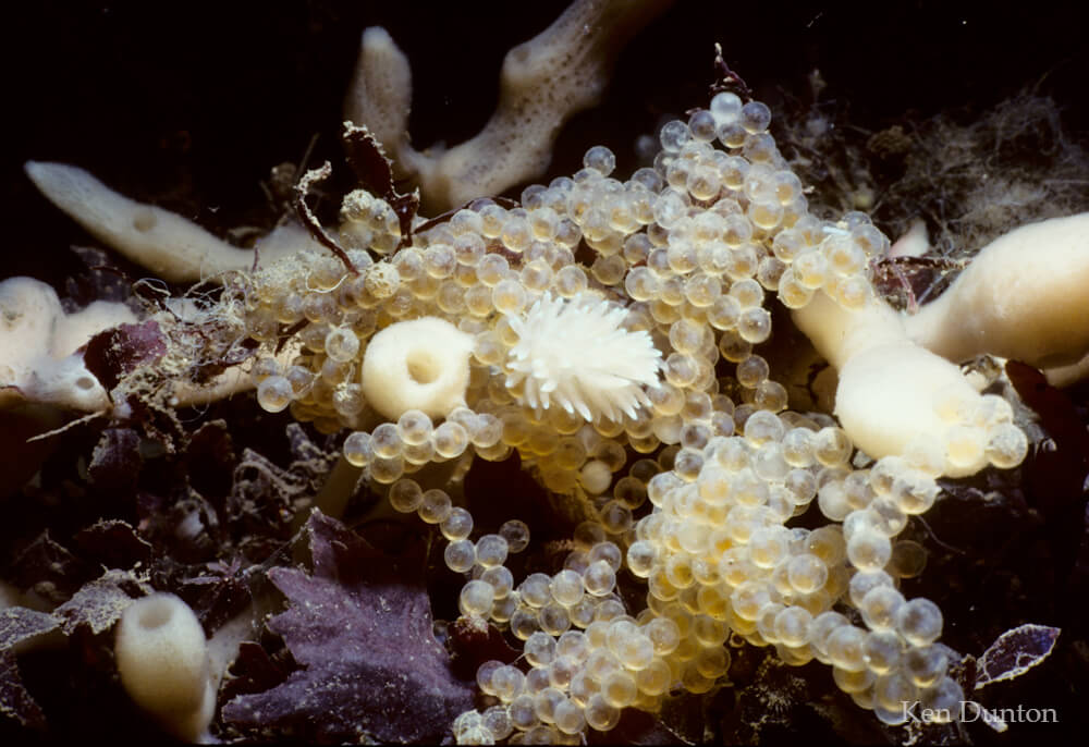 Sponges, fish eggs, and nudibranch